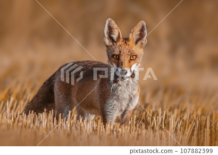 one red fox (Vulpes vulpes) stands on a harvested stubble field with a mouse in its snout and looks for prey one red fox (Vulpes vulpes) stands on a harvested stubble field with a mouse in its snout and looks for prey 107882399