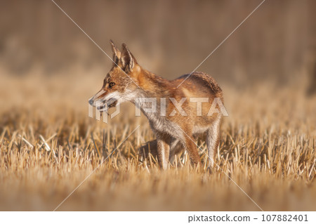 one red fox (Vulpes vulpes) stands on a harvested stubble field with a mouse in its snout and looks for prey one red fox (Vulpes vulpes) stands on a harvested stubble field with a mouse in its snout and looks for prey 107882401