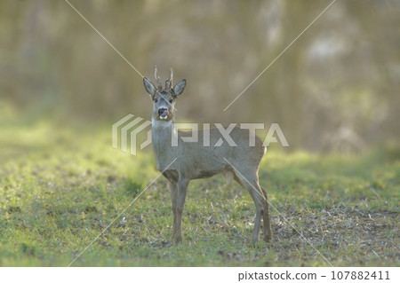 one Roe deer buck (Capreolus capreolus) stands on a green meadow and eats 107882411