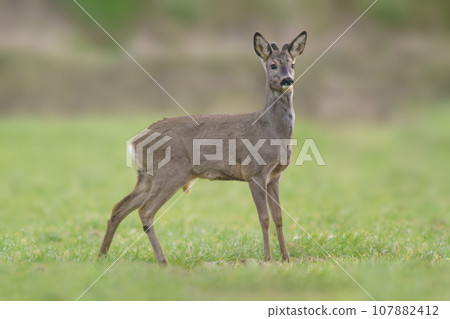 one Roe deer buck (Capreolus capreolus) stands on a green meadow and eats 107882412