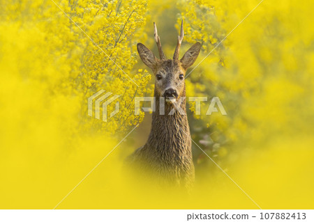 one Roe deer buck (Capreolus capreolus) stands on a green meadow and eats one Roe deer buck (Capreolus capreolus) stands on a green meadow and eats 107882413