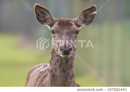 one Portrait of a red deer doe (Cervus elaphus) in a meadow 107882441
