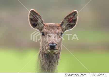 one Portrait of a red deer doe (Cervus elaphus) in a meadow one Portrait of a red deer doe (Cervus elaphus) in a meadow 107882443