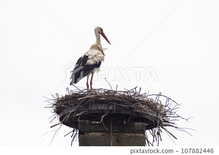 one stork (Ciconia ciconia) stands in its nest and looks over the landscape 107882446