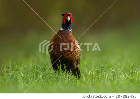 one pheasant rooster (Phasianus colchicus) stands on a green meadow 107882455