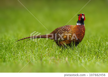 one pheasant rooster (Phasianus colchicus) stands on a green meadow one pheasant rooster (Phasianus colchicus) stands on a green meadow 107882456