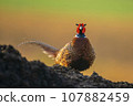 one pheasant rooster (Phasianus colchicus) stands on a mound of earth 107882459