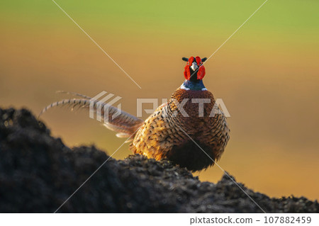 one pheasant rooster (Phasianus colchicus) stands on a mound of earth one pheasant rooster (Phasianus colchicus) stands on a mound of earth 107882459