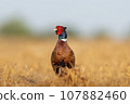 one Rooster pheasant (Phasianus colchicus) stands in a harvested field 107882460