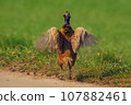 one pheasant rooster (Phasianus colchicus) stands on a dirt road and flaps its wings 107882461