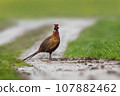 one pheasant rooster (Phasianus colchicus) stands on a dirt road 107882462