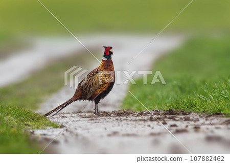 one pheasant rooster (Phasianus colchicus) stands on a dirt road 107882462
