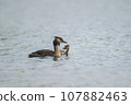 one adult Great crested grebe (Podiceps cristatus) swims withe its chick on a reflective lake 107882463