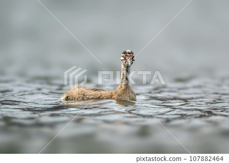 one young Great crested grebe chick (Podiceps cristatus) swims on a reflective lake one young Great crested grebe chick (Podiceps cristatus) swims on a reflective lake 107882464