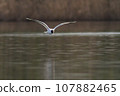 one black-capped gull (ichthyaetus melanocephalus) flies over a lake 107882465