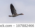 one greylag goose (Anser anser) flies in flight 107882466