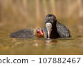 one adult coot (Fulica atra) feeds its young chick on a reflecting lake 107882467