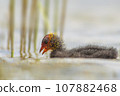 one young chick coot (Fulica atra) swims on a reflecting lake 107882468