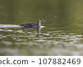 one young chick coot (Fulica atra) swims on a reflecting lake 107882469