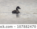 one young chick coot (Fulica atra) swims on a reflecting lake 107882470