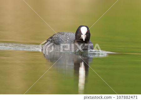 one adult coot (Fulica atra) swims on a reflecting lake 107882471