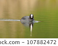 one adult coot (Fulica atra) swims on a reflecting lake 107882472