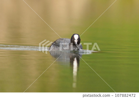 one adult coot (Fulica atra) swims on a reflecting lake one adult coot (Fulica atra) swims on a reflecting lake 107882472