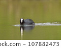 one adult coot (Fulica atra) swims on a reflecting lake 107882473