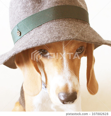 戴著帽子的小獵犬狗 107882628