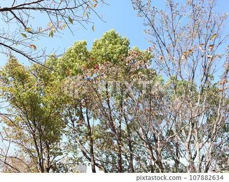 十月的西神中央公園 神戶市西區公園 107882634