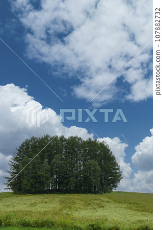 "Mild Seven Hill" in Biei, Hokkaido 107882732