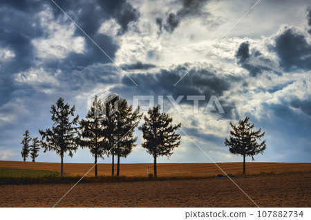"Mild Seven Hill" in Biei, Hokkaido 107882734