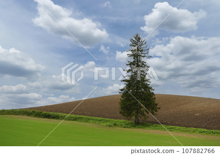 "Christmas tree" in Biei, Hokkaido 107882766