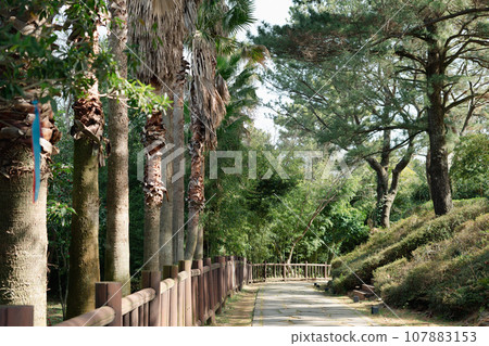 Seogwipo Chilsimni Poetry Park Olle trail green forest road in Jeju island, Korea Seogwipo Chilsimni Poetry Park Olle trail green forest road in Jeju island, Korea 107883153