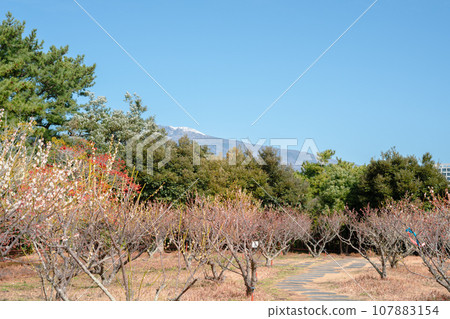 Seogwipo Chilsimni Poetry Park Plum blossom flower and Hallasan Mountain in Jeju island, Korea 107883154