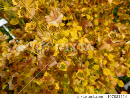 Iceland Summer Akureyri Botanical Garden Bupleurum aureum Iceland Summer Akureyri Botanical Garden Bupleurum aureum 107883324