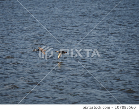 A pair of spot-billed ducks flying low near the surface of the Arakawa River. 107883560