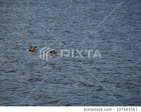 A pair of spot-billed ducks flying low near the surface of the Arakawa River. 107883561
