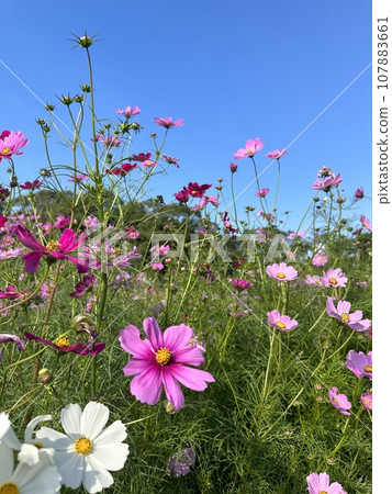 發光在藍天的波斯菊 發光在藍天的波斯菊 107883661