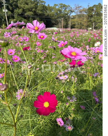 波斯菊盛開在波斯菊田裡 波斯菊盛開在波斯菊田裡 107883662