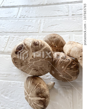 Splendid large shiitake mushrooms from Nagano Prefecture 107883783