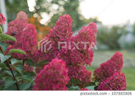 Paniculate hydrangea variety Fraise Melba with beautiful bright pink or burgundy inflorescences in autumn in the garden Paniculate hydrangea variety Fraise Melba with beautiful bright pink or burgundy inflorescences in autumn in the garden 107883806