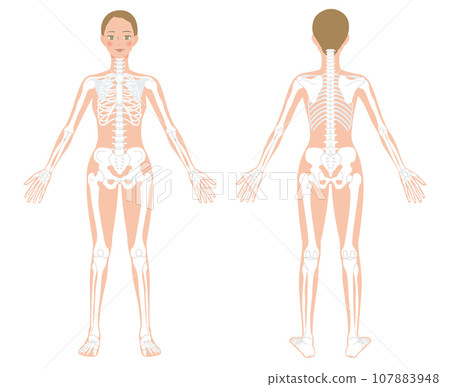 從正面和背面看女性全身骨骼的插圖 107883948