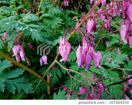 Iceland Summer Akureyri Botanical Garden Porphyra 107884050