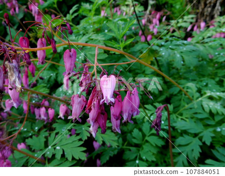 Iceland Summer Akureyri Botanical Garden Porphyra 107884051