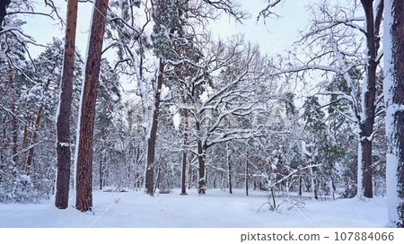 Winter quiet forest park for healthy walks among trunk pines 107884066