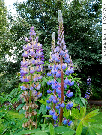 Iceland Summer Akureyri Botanical Garden Lupine Iceland Summer Akureyri Botanical Garden Lupine 107884209