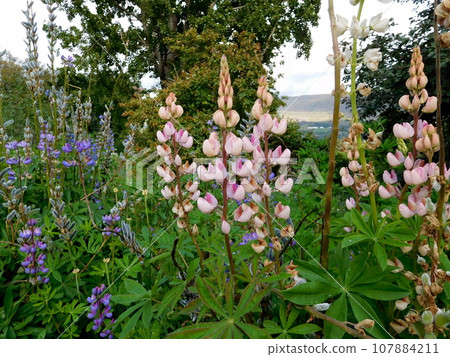 Iceland Summer Akureyri Botanical Garden Lupine 107884211
