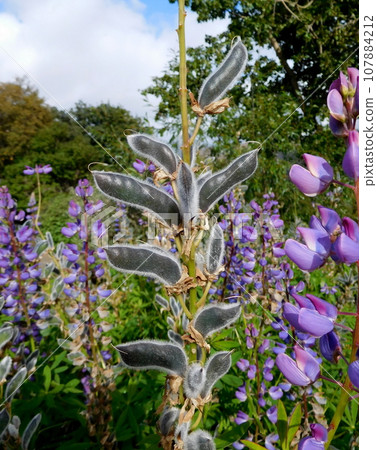 Iceland Summer Akureyri Botanical Garden Lupine 107884212