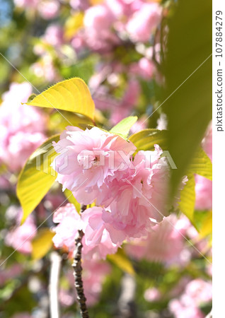 Tree: Double cherry blossom, Rosaceae, Kawaguchi City, Saitama Prefecture Tree: Double cherry blossom, Rosaceae, Kawaguchi City, Saitama Prefecture 107884279